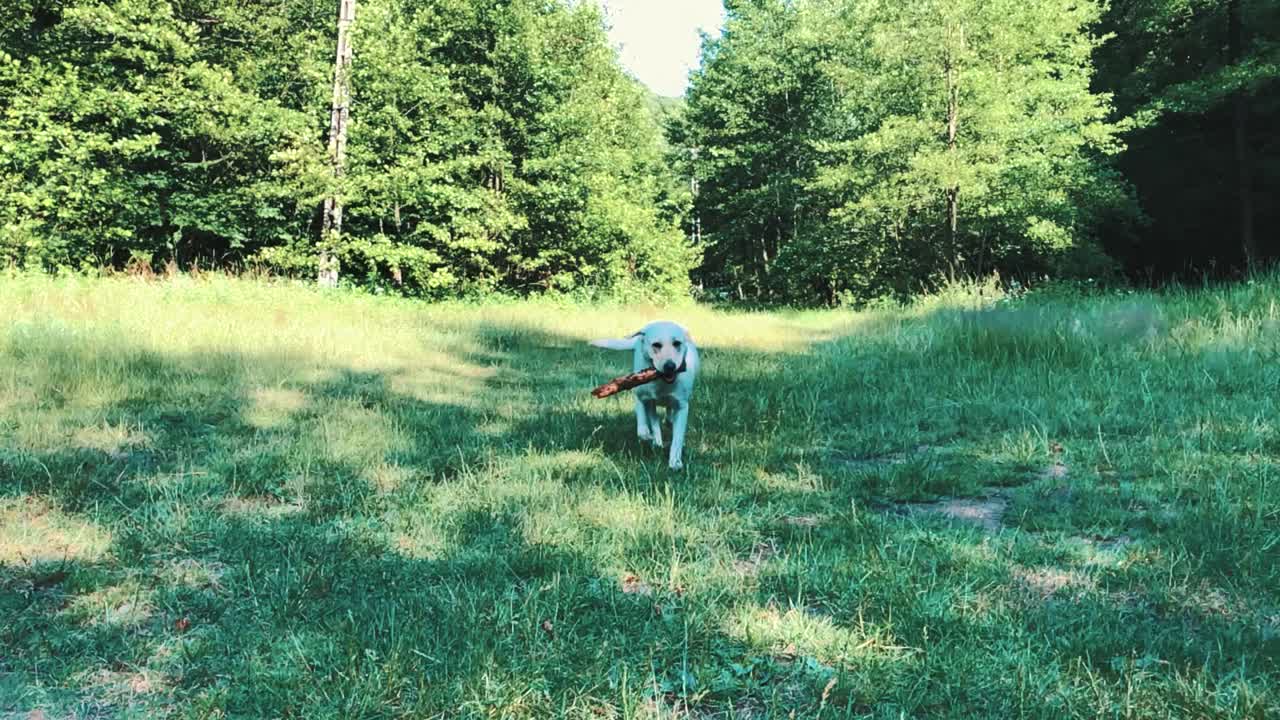 HD slow motion shot of a Labrador running with a stick