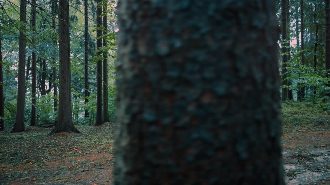 chica con cabello largo y una mochila está caminando por un camino del bosque en una fría mañana de otoño