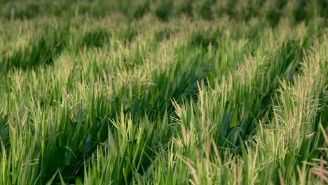 Getreidegras-Wächst-Auf-Landwirtschaftlichem-Gebiet