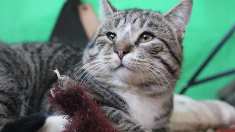 viejo gato tabby relajándose en la sala de estar frente a una pared verde