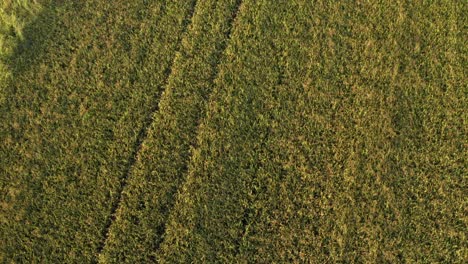 beautiful drone view of rice fields north of italy,lombardy