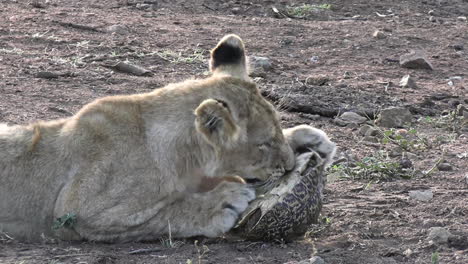 young african lion trying to open tortoise shell, close up