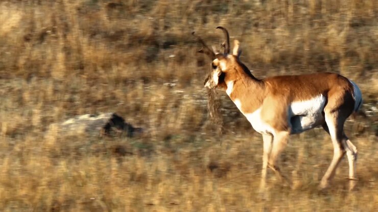 Antelopes Grazing And Butting Heads In Nature