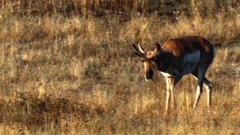 Antilopen-Grasen-Und-Stoßen-Köpfe-In-Der-Natur