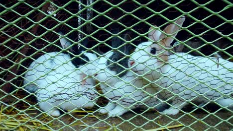 Gefangenes-Kaninchen-In-Einem-Käfig---Zeitlupe