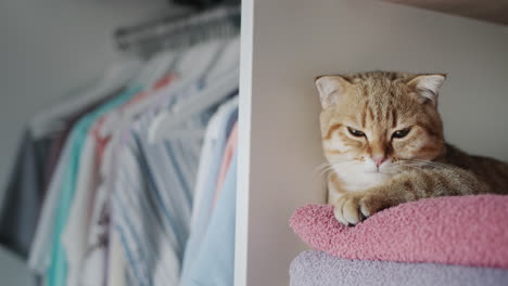 the ginger cat lies on towels in the dressing room. tenderness and freshness concept