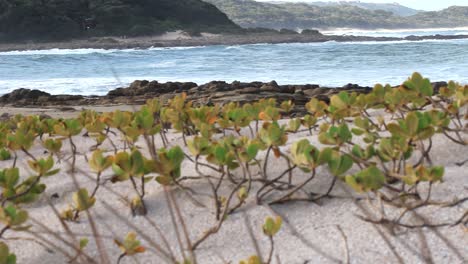 Vegetación-De-Playa-Con-Olas-De-Fondo