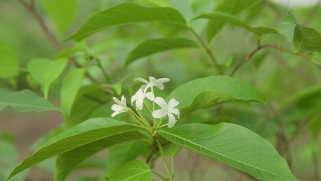 Weiße-Blumen-Blühen-Inmitten-Leuchtend-Grüner-Blätter-In-Einer-Ruhigen-Natürlichen-Umgebung