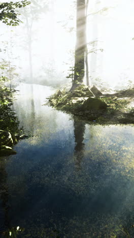 mysterious forest with shimmering water and soft light filtering through trees
