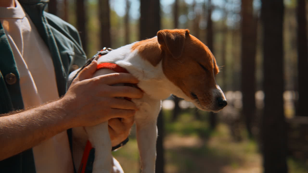 hombre sosteniendo un cachorro de jack russell terrier en un bosque