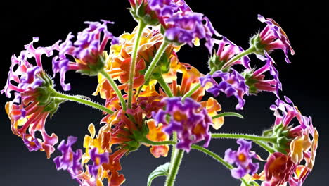 colorful lantana flowers