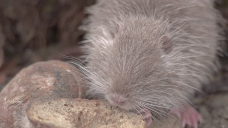 primer plano, esponjoso, bebé, nutria, coypu, rata, comida, grande, barra de pan, praga