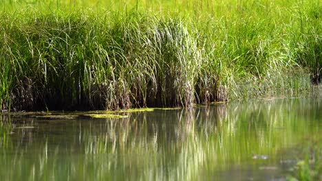 Humedales-Pantanosos-Cubiertos-De-Hierba-Con-Un-Tranquilo-Arroyo-Que-Los-Atraviesa