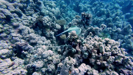 Mantarraya-Nadando-Sobre-Los-Arrecifes-De-Coral-Bajo-El-Mar-Rojo