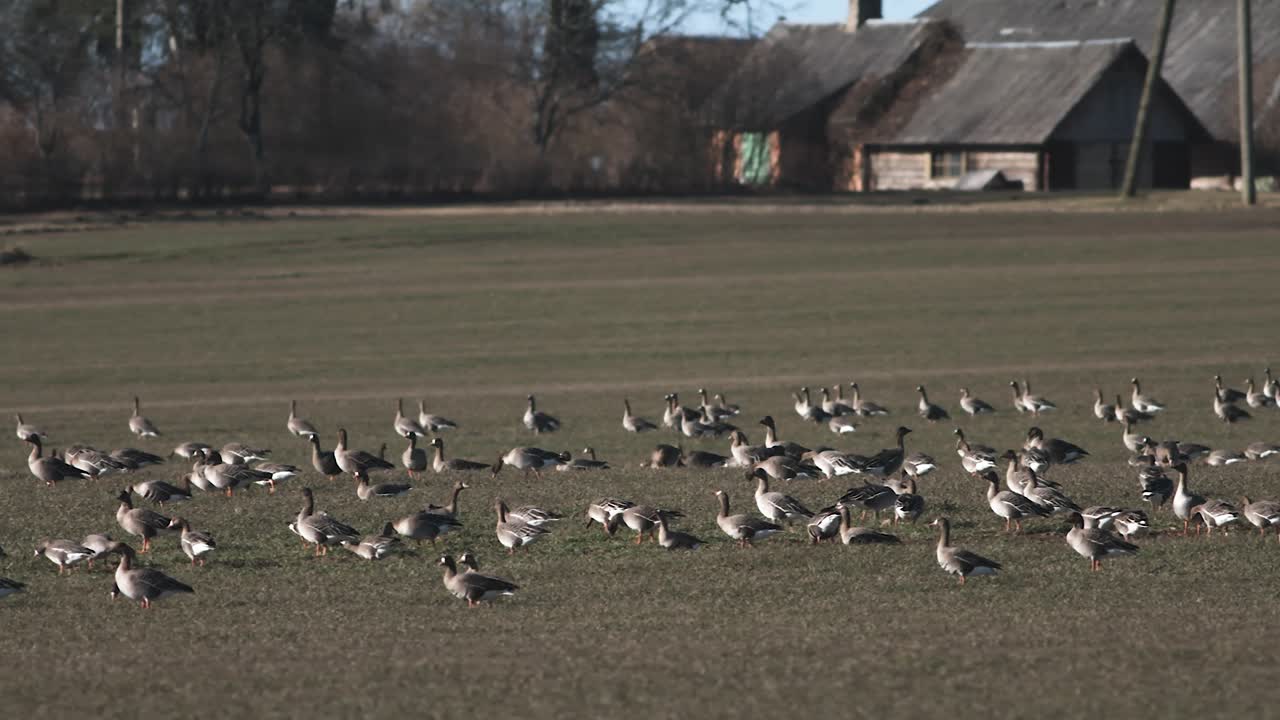 miles de gansos volando sobre el campo y comiendo cereal