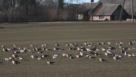 Thousands-of-geese-flying-above-field-and-eating-cereal