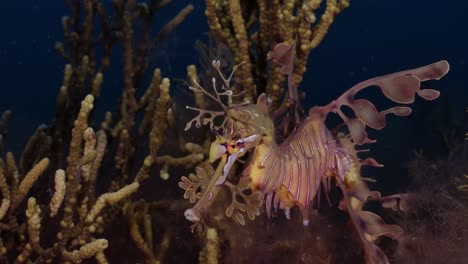 Dragón-De-Mar-Frondoso-Con-Huevos-4k-Cámara-Lenta-Sur-De-Australia