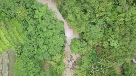 Toma-Aérea-De-Un-Paisaje-Tropical-Con-Un-Río-Rodeado-De-Densos-árboles-Y-Plantaciones