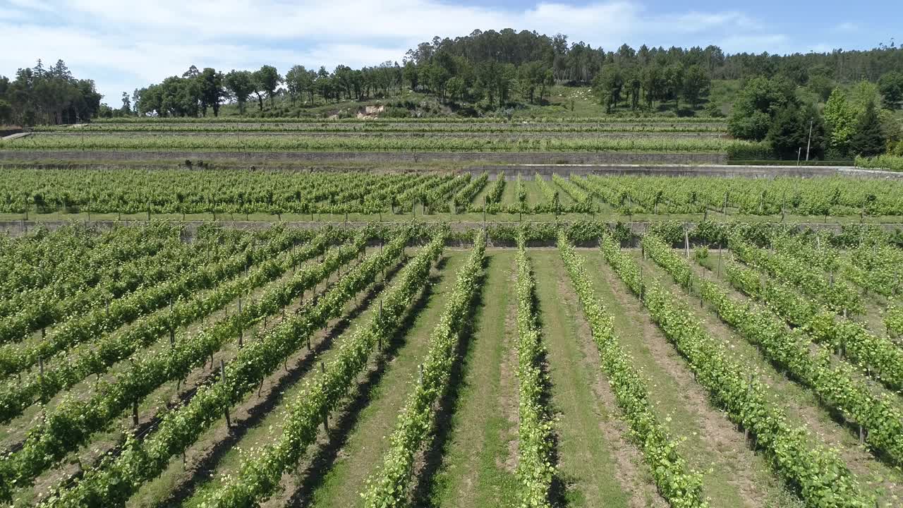 와이너리 에 있는 포도나무