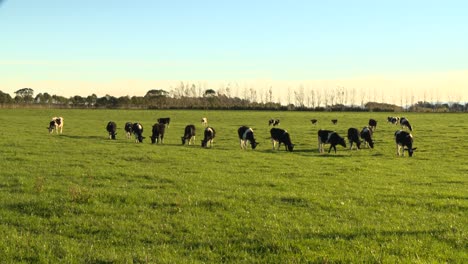 Eine-Mittlere-Aufnahme-Von-Kühen,-Die-Auf-Einem-Feld-Auf-Der-Südinsel-Neuseelands-Grasen