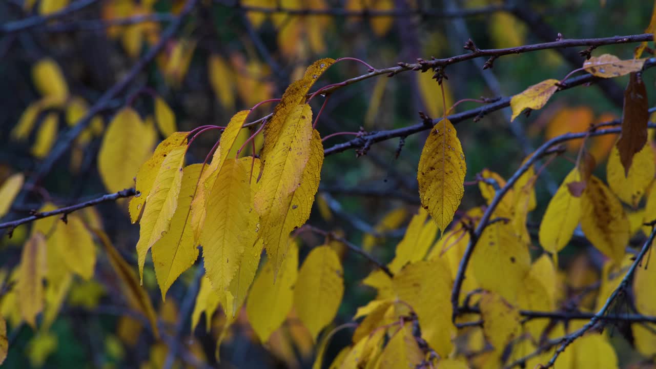 hojas amarillas balanceándose suavemente en la rama en una serena escena de otoño