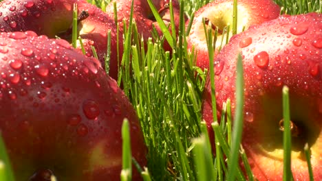 primer plano hermosos frutos de manzana roja con gotas de agua en la hierba verde con la luz del sol
