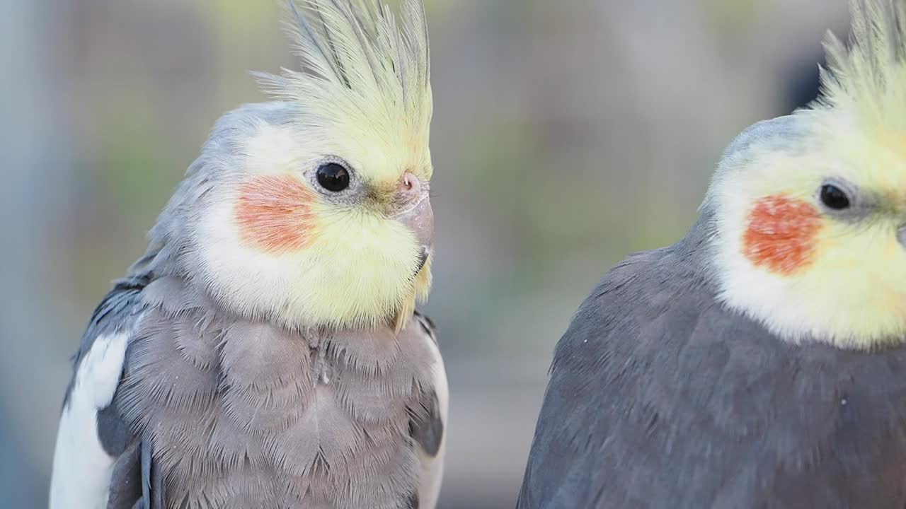 Close-up of two Cockatiels