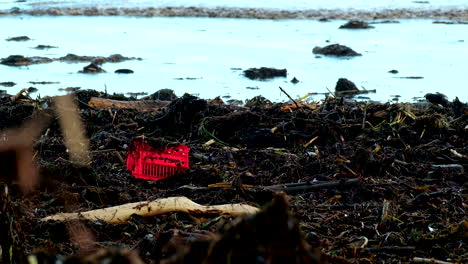 vivid red crate stands out among driftwood and plant matter debris on beach