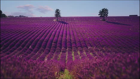 cinemagraph of a vibrant colorful lavender field in the famous french provence at côte d'azur in france. the natural traditional agriculture violet lavender is vividly blooming at the famous tourist vacation destination. seamless video loop in 4k uhd.