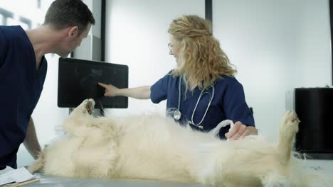 two veterinarians doing an ultrasound exam on dog.