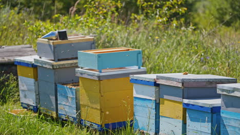 busy bees flying over the beehives. row of wooden bee houses standing in summer garden. chimney with smoke on a beehive. beekeeping business. nature landscape.