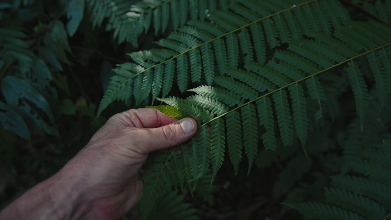 persona toca la hoja de helecho en el bosque