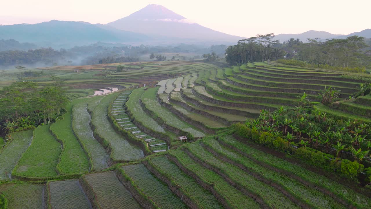 vista aérea del campo agrícola del campo de arroz en terrazas con montaña en el fondo
