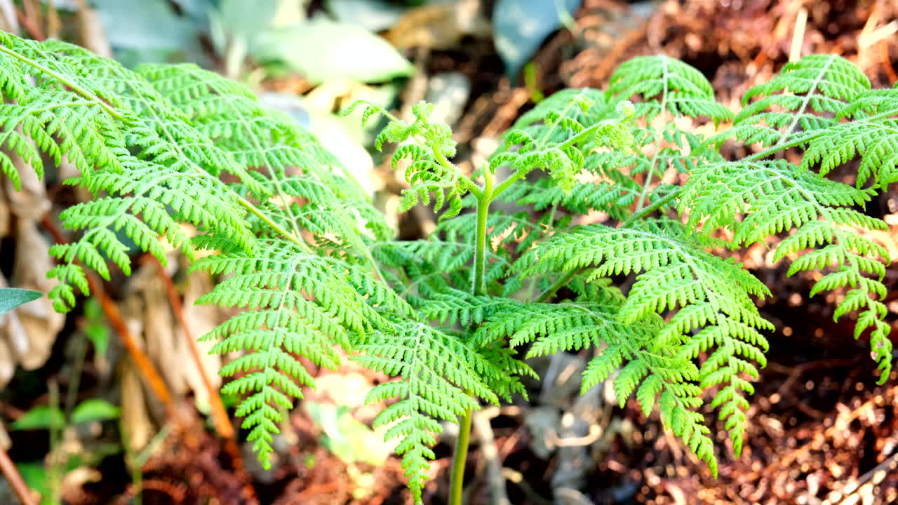 New young growing tree fern in forest with lush green foliage, closeup