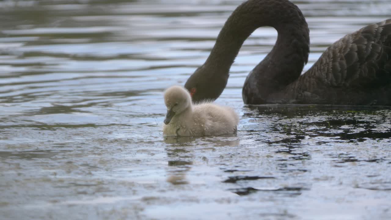 cygnet de cisne preto e adulto alimentando-se de plantas aquáticas em uma lagoa