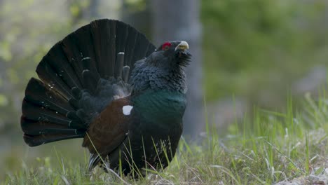 Male-western-capercaillie-roost-on-lek-site-in-lekking-season-close-up-in-pine-forest-morning-light