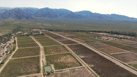 Vista-Aérea-De-Plantaciones-De-Viñedos-De-Los-Valles-Calchaquíes,-Argentina,-Sudamérica.