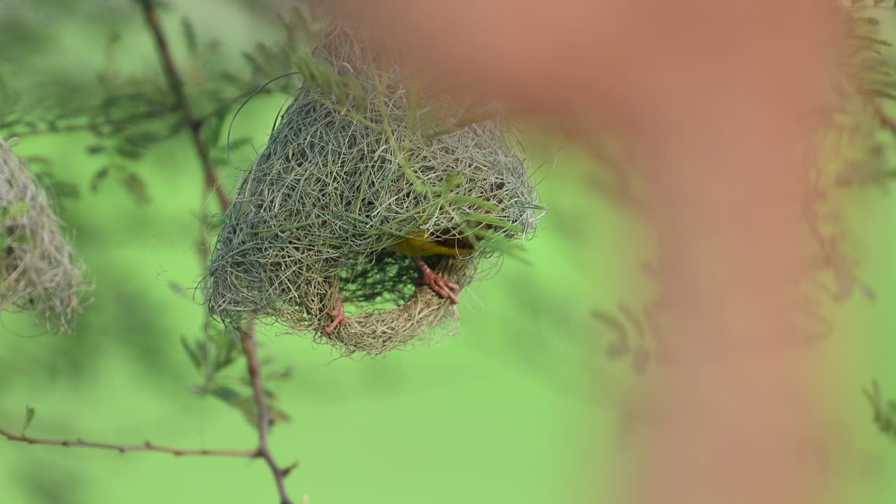 Stunning wildlife moment of bird weaving complex hanging nest