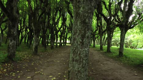 Old-Linden-Alley,-Katvaru-Manor-Park,-Latvia-Looks-So-Ghostly-Spoky-Like-Fairy-Tales