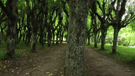 old linden alley, katvaru manor park, latvia looks so ghostly spoky like fairy tales