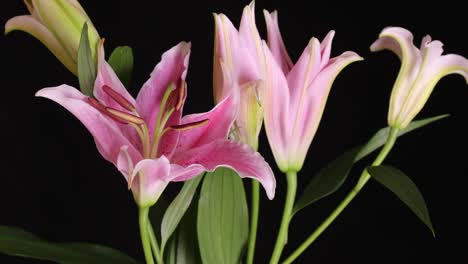 4k time lapse shot of pink lily flower blooming