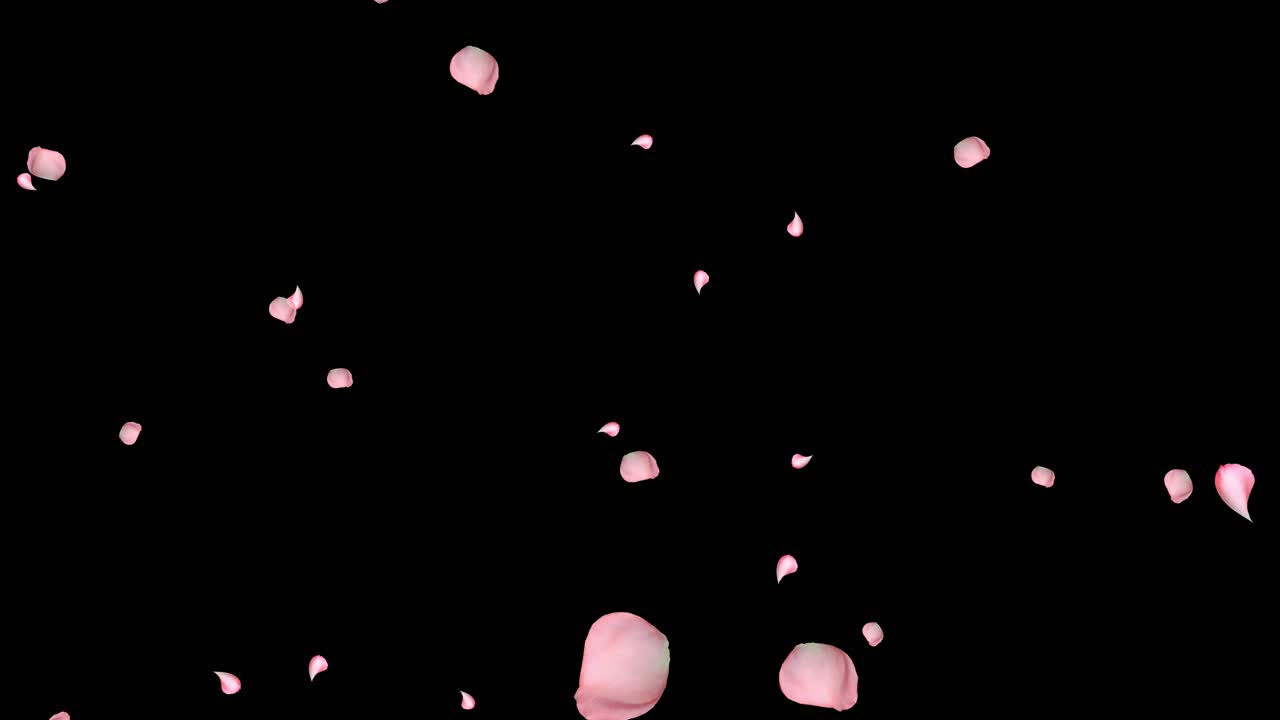 Pink red romantic flying rose flower petals spring season for st valentines day mothers day wedding