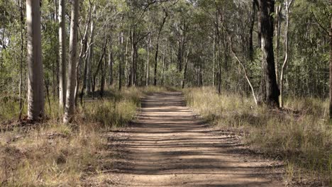 handheld footage of fire break trails in nerang national park, gold coast, queensland, australia