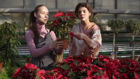 Young-smiling-female-florist-in-apron-showing-flowerpots-with-red-poinsettia-to-female-customer.-Young-woman-carefully-examines-the-flower