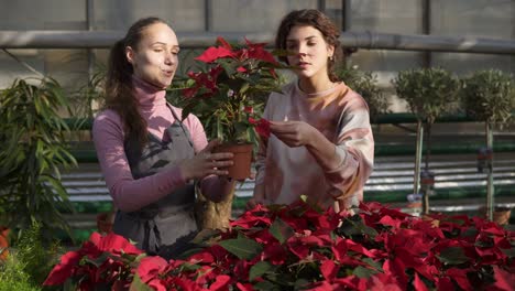 young smiling female florist in apron showing flowerpots with red poinsettia to female customer. young woman carefully examines the flower