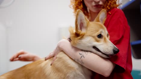 Close-up-of-Happy-owner-of-a-yellowish-white-corgi-dog-a-girl-with-red-curly-hair-strokes-her-dog-at-a-reception-in-a-veterinary-clinic