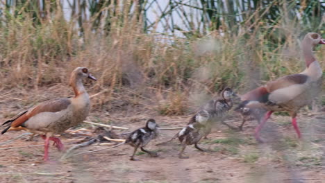 una familia de gansos egipcios caminando cerca de la orilla del lago