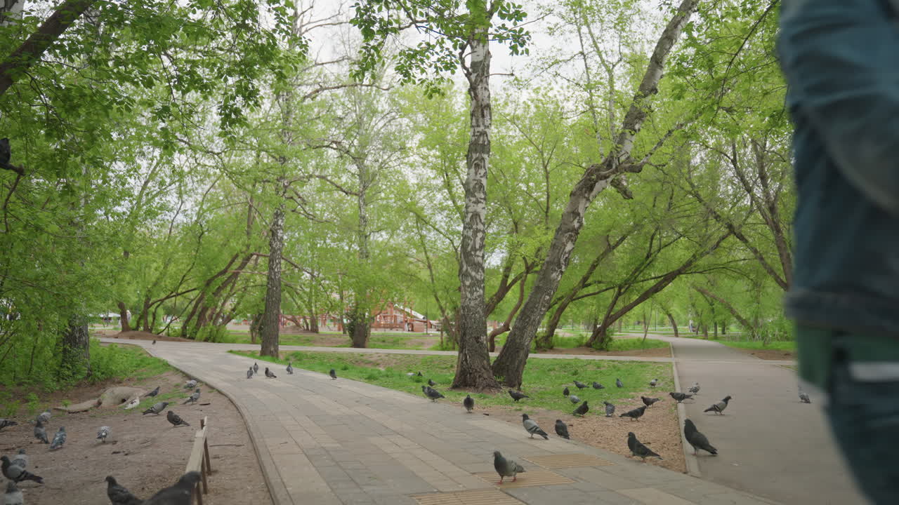 Peaceful Urban Green Space Scene, Calm City Nature Environment Featuring Pigeons And Strolling Guardians, Quiet Metropolitan Park Environment With Resting Pigeons And Caregivers Walking Nearby