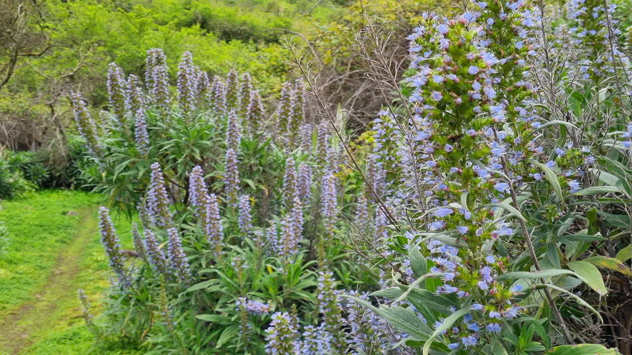 Beautiful Blue Tajinaste flowers blooming, Valsequillo, Gran Canaria, Canary Islands
