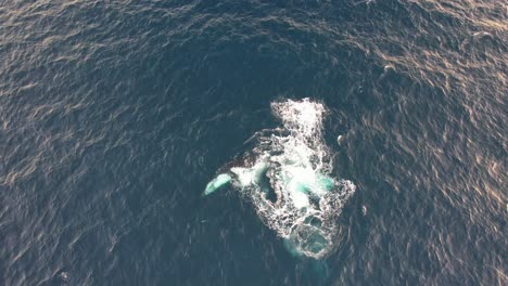 Water-Splashing-From-Spinning-Humpback-Whale-In-The-Ocean-In-New-South-Wales,-Australia